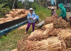 Từ chỗ vứt đi, nay cọng lục bình khô đắt đỏ, bán 1kg lãi 7.000 đồng