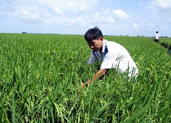 Chồng như lúa giống