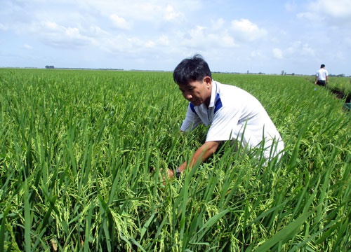 Chồng như lúa giống