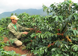 Giá nông sản hôm nay 26/10: Sự trầm lắng đáng lo ngại