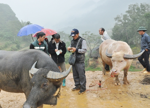 Kiểm soát buôn lậu gia súc qua biên giới ở Lào Cai, Hà Giang