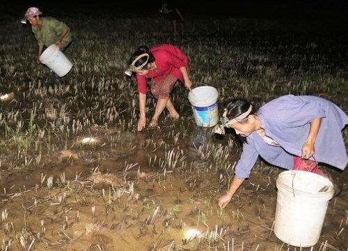 Ban ngày làm đồng, tối đến rủ nhau đi săn cua béo lại kiếm bộn tiền