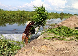 Chợ lạ mùa lũ ở An Giang: Chẳng bán thịt, cá, rau xanh, chỉ bán cỏ