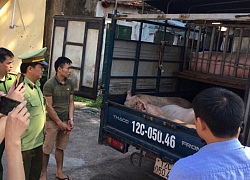 Dịch tả lợn châu Phi áp sát biên giới Việt Nam