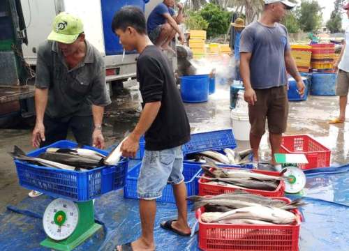 Khánh Hòa: Ngư dân bán hàng ngàn con cá bớp giá bèo bọt