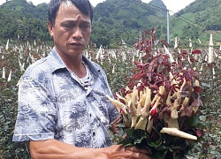 Làm giàu ở nông thôn: Chỉ thu 1 lứa hoa hồng mà có gần 1 tỷ