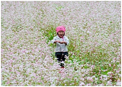 Sắc hồng trên cao nguyên Hà Giang