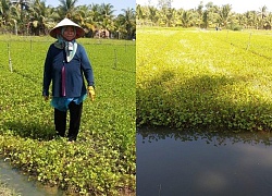 Tiền Giang: Chuyện lạ xây cống chống triều lại gây... ngập úng nặng