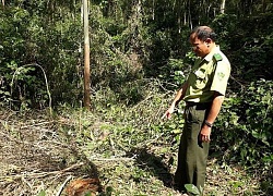 Kiểm lâm vào cuộc, rừng đặc dụng vẫn bị 'xẻ thịt' công khai