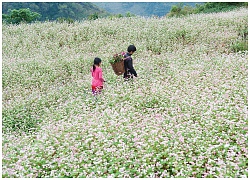 Ngắm chùm ảnh hoa tam giác mạch đẹp mê mải, níu chân du khách yêu Hà Giang