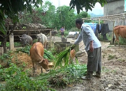 Nơi "khỉ ho cò gáy", dân khấm khá lên nhờ chăn nuôi trâu, bò sinh sản