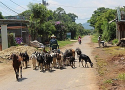 Bỏ phố về buôn nuôi dê