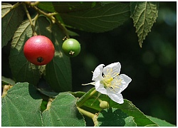 Cây trứng cá ngừa ung thư