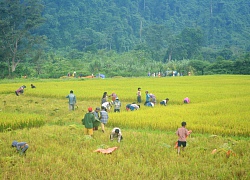 Mùa vàng trên bản Rục