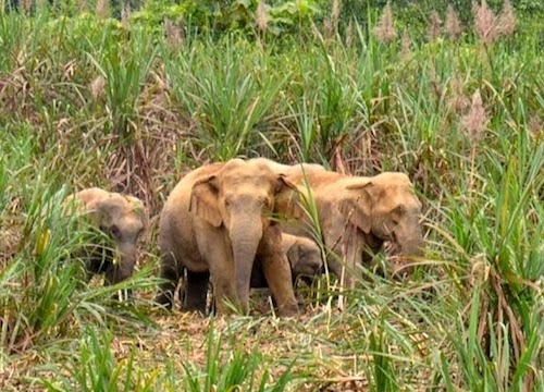 Nghệ An: Đàn voi 5 con tràn về bản, dân lo voi xông vào phá nhà