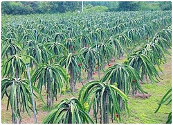 Thanh long ruột đỏ trụ vững trên vùng đất khó