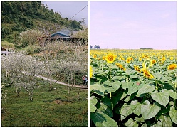 Đến Nghệ An mùa đông ngắm những "thiên đường" hoa