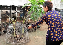 Về nhà ba mẹ bắt Vịt Xiêm làm món Lẩu Vịt