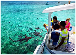 Chơi đùa cùng đàn cá mập hoang dã ở vùng biển Caribe