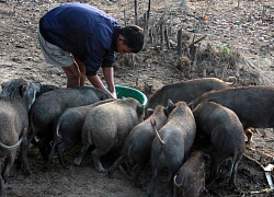 Chuyện những chàng "Robinson" khai phá "đảo hoang" trên hồ Hủa Na