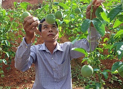 Lạng Sơn: Chanh leo lên đồi, thu nhập tăng theo