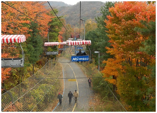 Ngắm những cung đường lá đổi màu vàng ươm tuyệt đẹp ở Seoul