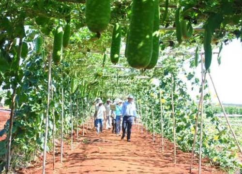 Nhà khoa học mà thua... nông dân chăn bò