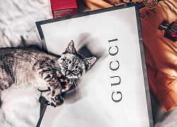 Bà mẹ "sòng phẳng" của năm: Lấy áo Gucci 7 triệu của con lót ổ mèo, xong đền 100k bảo ra chợ mua mới