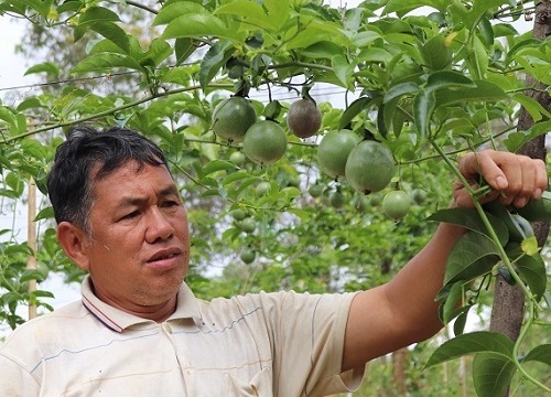 Làm vườn treo "ngọc xanh" nơi heo hút, lão nông người Thái sống khỏe