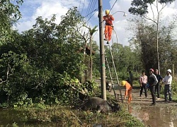 TT-Huế: Trâu lăn đùng ra chết khi ăn cỏ cạnh trụ điện