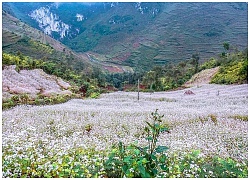 Xiêu lòng mùa tam giác mạch về trên mảnh đất Hà Giang