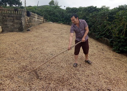 Cà phê Sơn La thơm mùi hoa, ít vị đắng sắp tấn công "chợ" thế giới