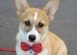 Chú chó Corgi giận dỗi khi bị cho vào lò sấy lông, nhưng về đến nhà, khuôn mặt ấy lại đáng yêu như thường