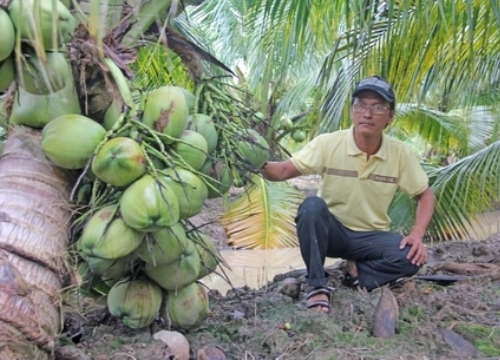 Kiếm bộn tiền nhờ trồng dừa thơm mùi lá dứa, trái sát đất