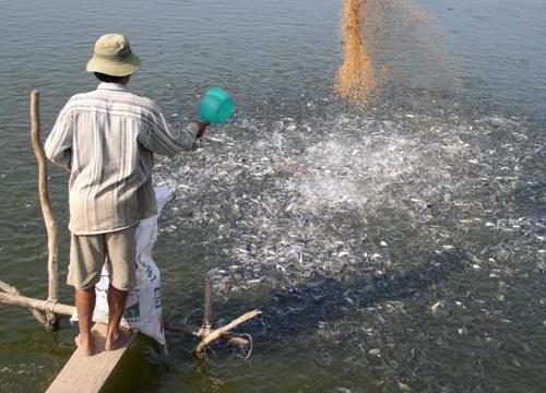 Long An: Cá tra giống chết trắng ao, nông dân trắng đêm "giải cứu"