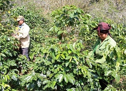 Mùa thu hoạch cà phê Sơn La, được bao nhiêu thương lái &#8220;khuân&#8221; hết