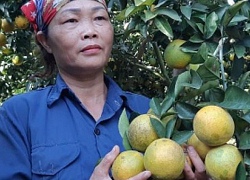 Mùa vàng "thủ phủ" cam Cao Phong: Nông dân thu vàng từ trái vàng