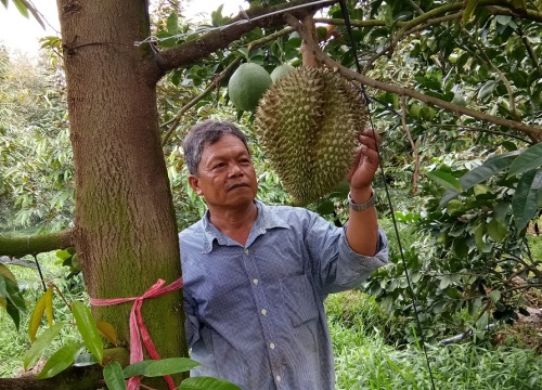 Tiền Giang bác tin phải 'giải cứu' sầu riêng