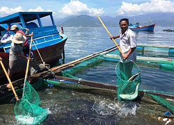 Vay vốn ngân hàng nuôi 20 ô cá bớp, chưa hết năm đã bỏ túi gần 1 tỷ