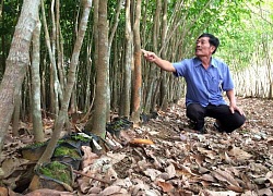 Chịu án oan 10 năm vì mấy con bò, cựu binh đòi bồi thường gần 18 tỷ đồng