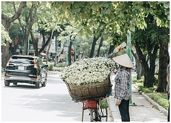 Cúc hoạ mi: Lời hẹn ước tháng 11 gieo vào lòng Hà Nội những mộng mơ tươi sáng đầu đông