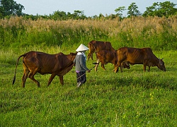 Giàu