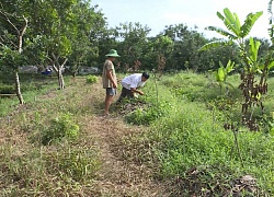 Vĩnh Long: Nhiều vườn chôm chôm bị kẻ gian đổ dầu phá hoại