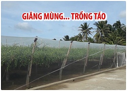 Vườn táo kỳ lạ trong chiếc mùng khổng lồ ở Ninh Thuận