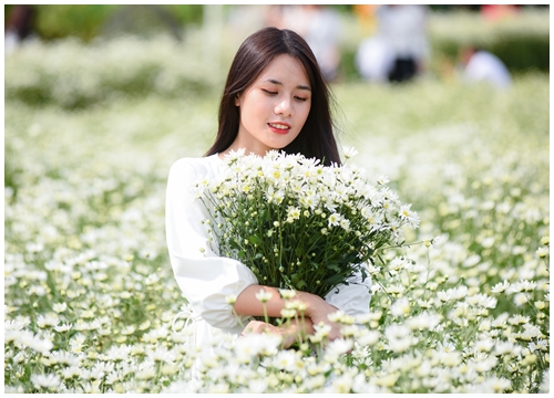 Biển người lăn lê bò toài trong vườn cúc họa mi ngày cuối tuần