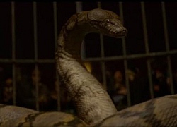 Cuộc đời ngắn ngủi của &#8220;rắn độc&#8221; Nagini trong &#8220;Fantastic Beasts&#8221; là có thật