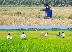 "Hải lúa giống" và công cuộc chinh phục đất phèn