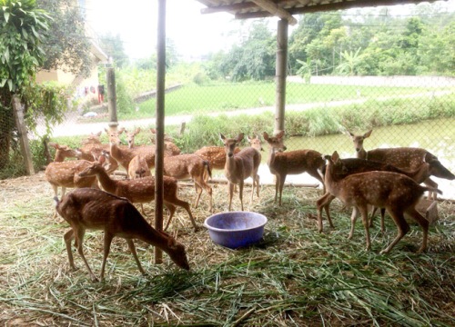 Nuôi động vật hoang dã: Người "hái" ra tiền, kẻ nợ đầm đìa