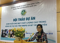 Nuôi ong mật chất lượng cao tại Sơn La, nông hộ thu về trăm triệu