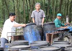 Ông &#8220;Tý mía&#8221; thu tiền tỷ nhờ trồng bạt ngàn cao su, mì, tre Mạnh Tông